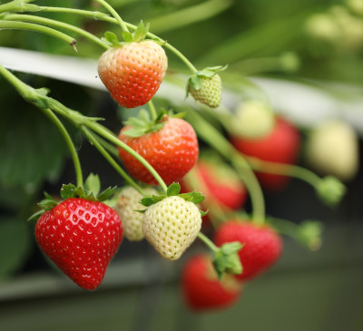 British Berry Growers Position Statement on SEDEX – SMETA Audit Standards