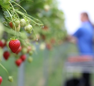 The Potential Implications of Covid-19 for the Costs of Production of UK Fruit & Vegetables in 2020