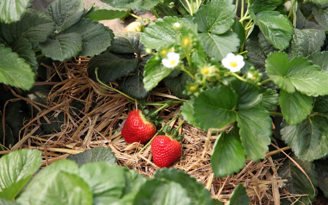 British berry industry future under threat – despite UK sector hitting record milestones