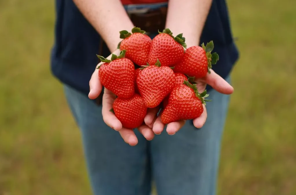 British Berry Growers Fair dealings position