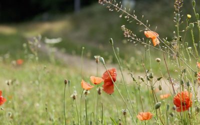 British Berry Growers reveal major sustainability advances in landmark 2025 report