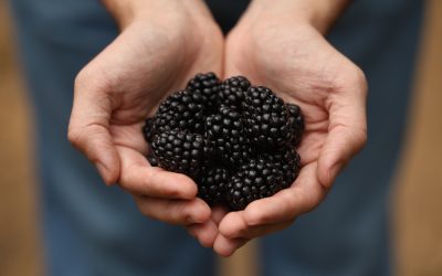 Blackberries enjoy ‘superfood’ status as British growers praise this season’s flavour and form over their tart, thorny hedgerow counterparts