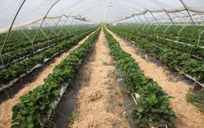 Hot weather meets cold reality for British berry growers