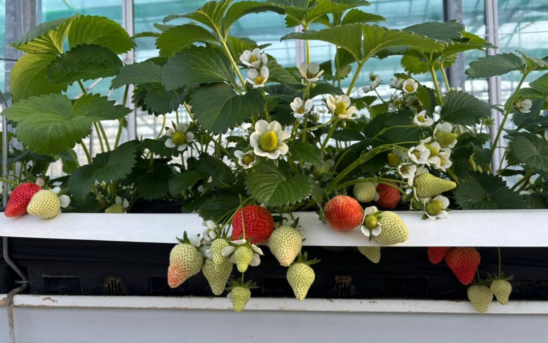 Berry growers facing ‘perfect storm’ from Iran war and wage inflation