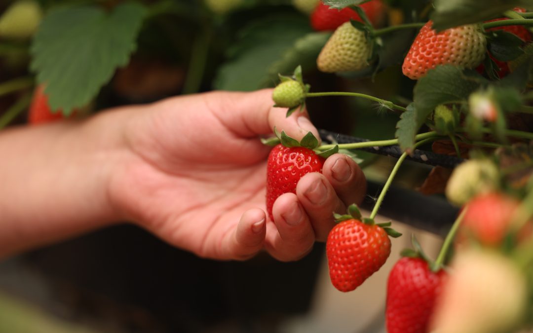 British berry growers are facing a significant and rapid escalation in production costs, and the data demands attention.