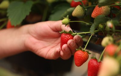 British berry growers are facing a significant and rapid escalation in production costs, and the data demands attention.