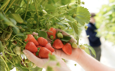 “Worth the wait”: Cool spring delays start of British strawberry season but improves fruit quality, say growers