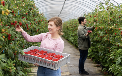 “A vintage year”: British raspberries recording highest sweetness levels in years amid growing consumer demand for high fibre foods