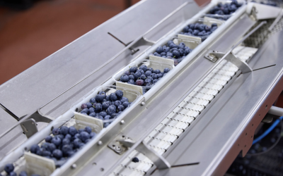 ‘Britain’s smartest crops’: The technology powering Britain’s blueberry bloom as growers invest in tech to meet soaring demand