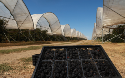 Summer heat waves sweetness into British blackberries