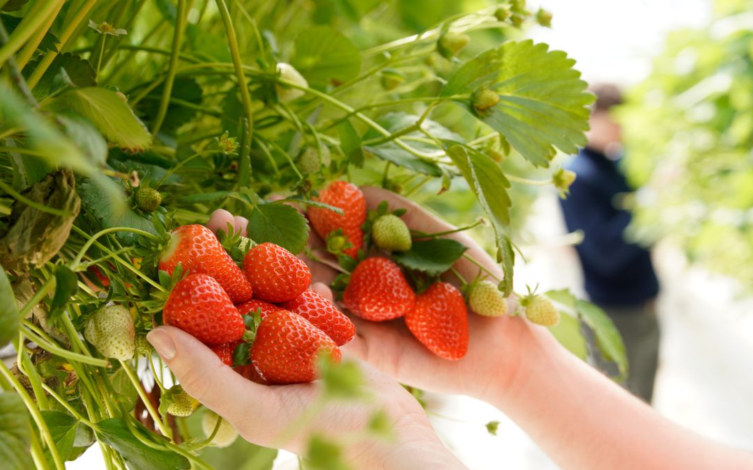 British strawberry growers call for retailer support as late-season volumes rise